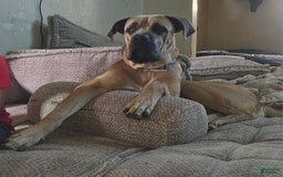 Cane Corso dogs for sale: Tiny - Image 10