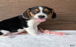Beagle dogs for sale: Toby - Image 10