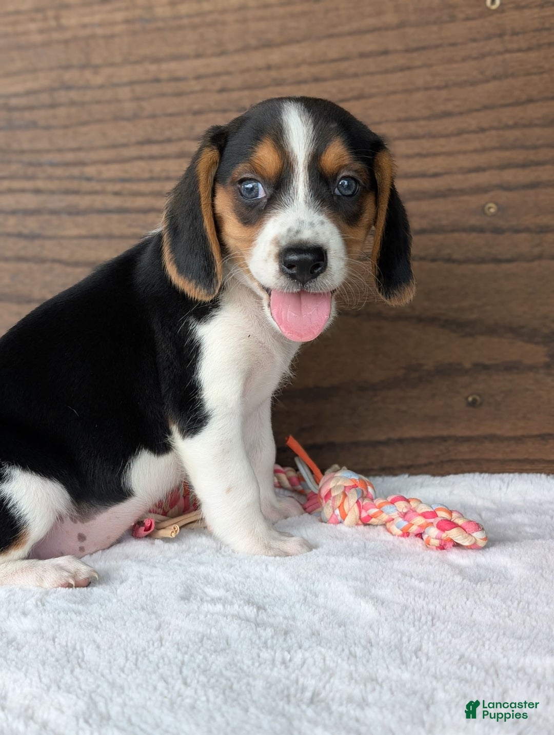 Beagle dogs for sale: Toby - Image 10