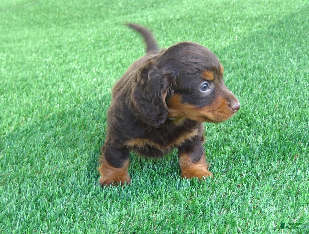 Miniature Dachshund dogs for sale: Coco - Image 3