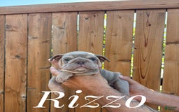 English Bulldog dogs for sale: Rizzo - Image 1