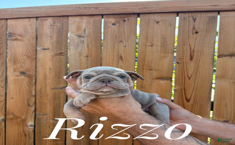 English Bulldog dogs for sale - Ad 5