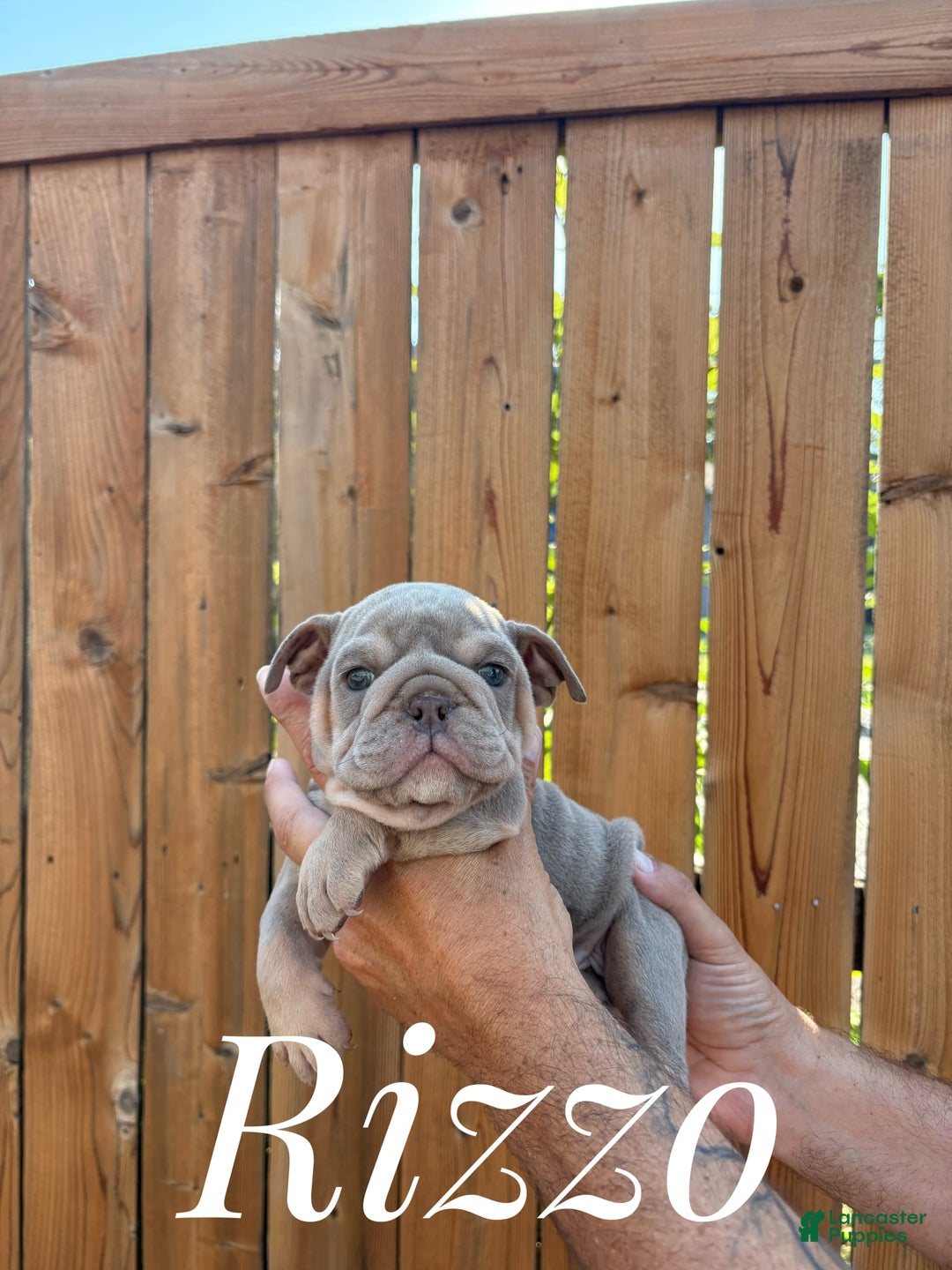 English Bulldog dogs for sale: Rizzo - Image 1