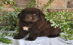 Newfoundland dogs for sale: Hunter - Image 3