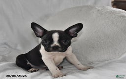 Boston Terrier dogs for sale: Bo - Image 2