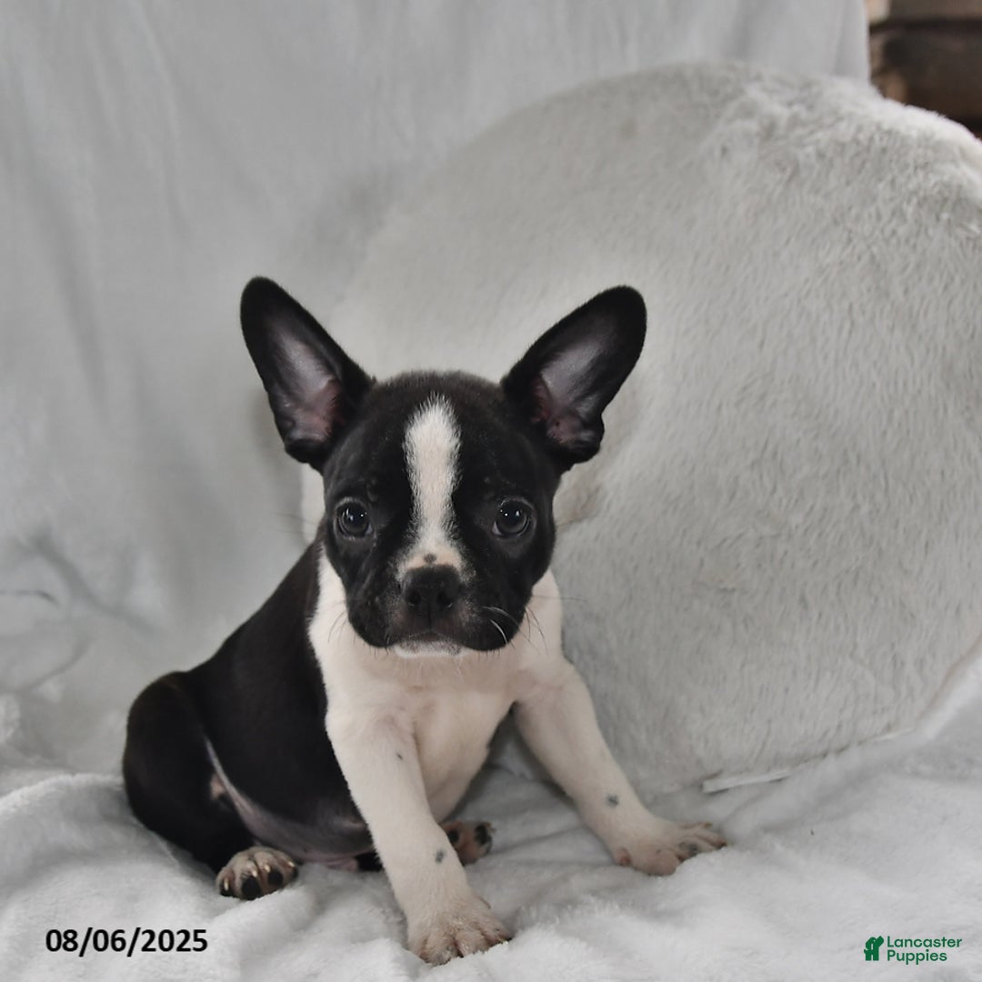 Boston Terrier dogs for sale: Bo - Image 2