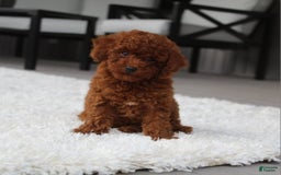 Toy Poodle dogs for sale: Elena - Image 11