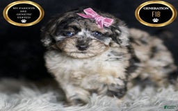 Maltipoo dogs for sale: Princess - Image 1