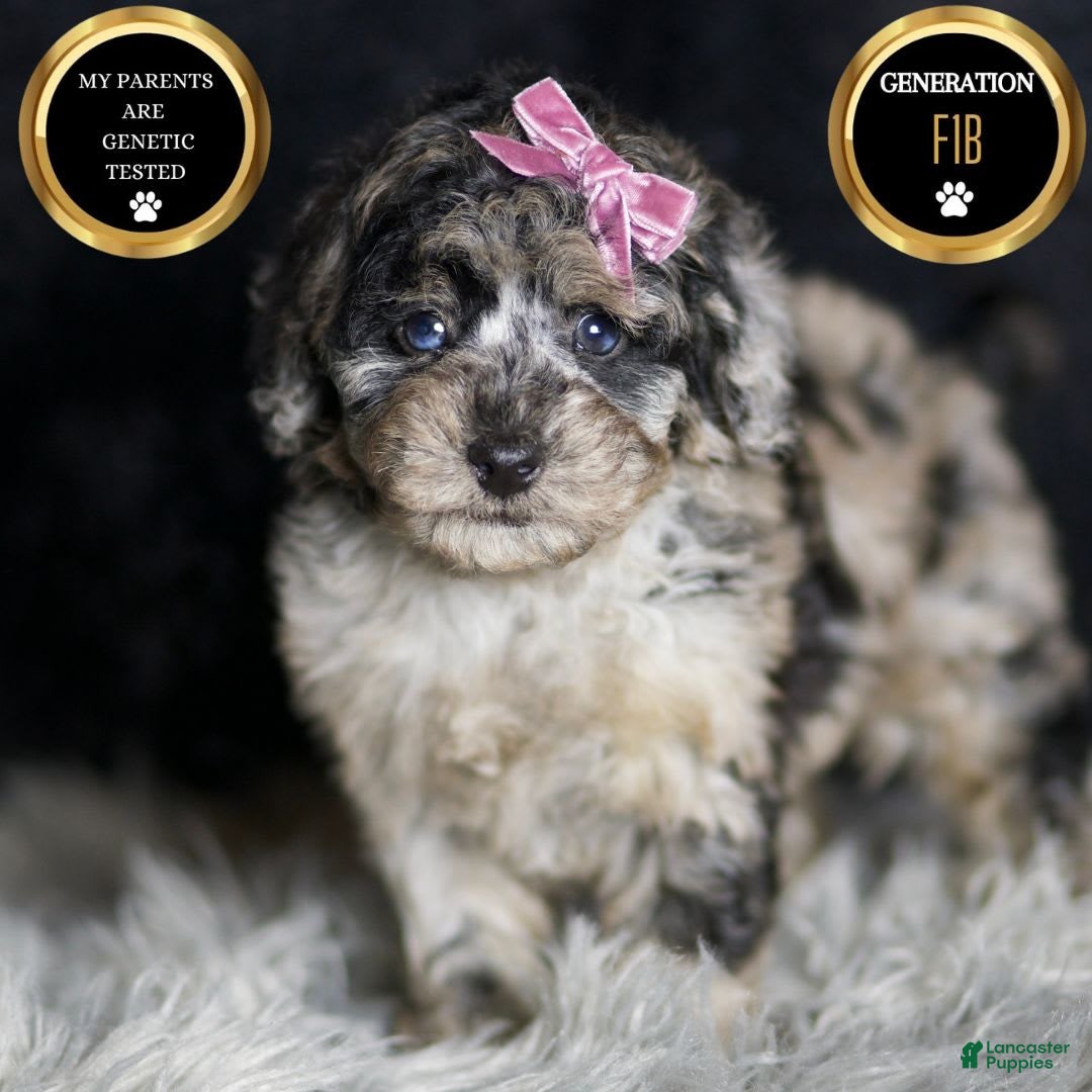 Maltipoo dogs for sale: Princess - Image 1