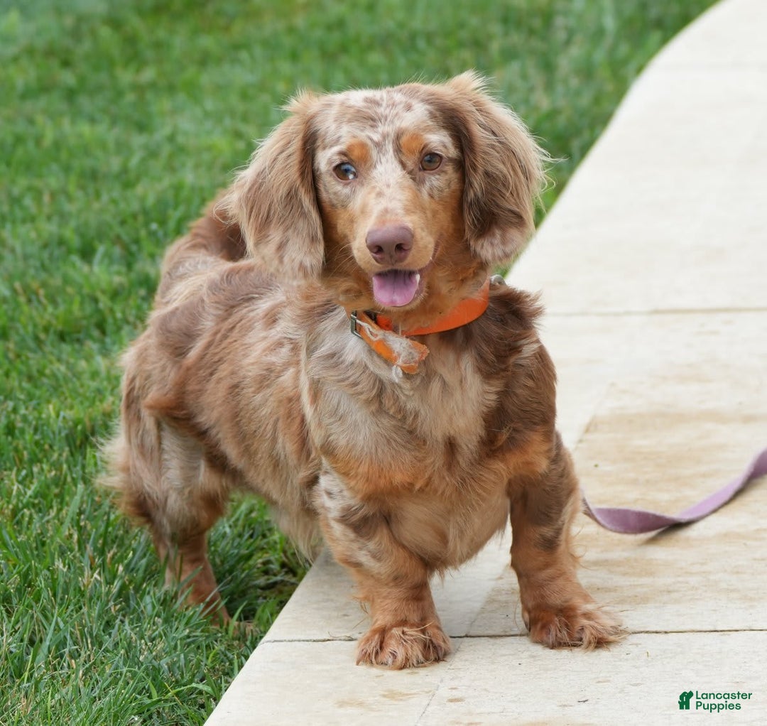 Miniature Dachshund dogs for sale: Spot - Image 9