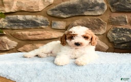 Labradoodle dogs for sale: Lucy - Image 5