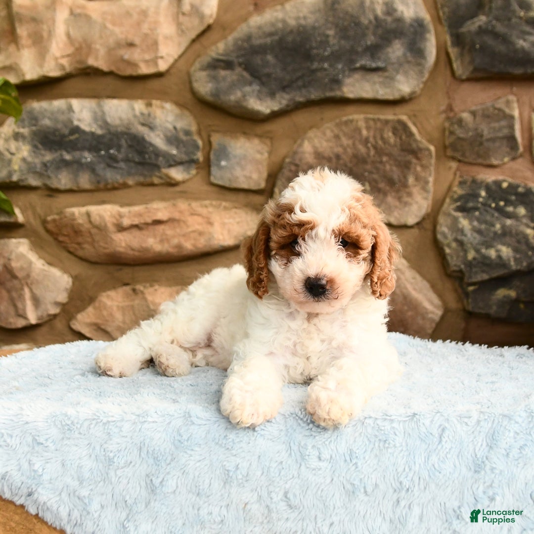 Labradoodle dogs for sale: Lucy - Image 5