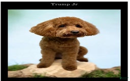 Cavapoo dogs for sale: Simba - Image 5