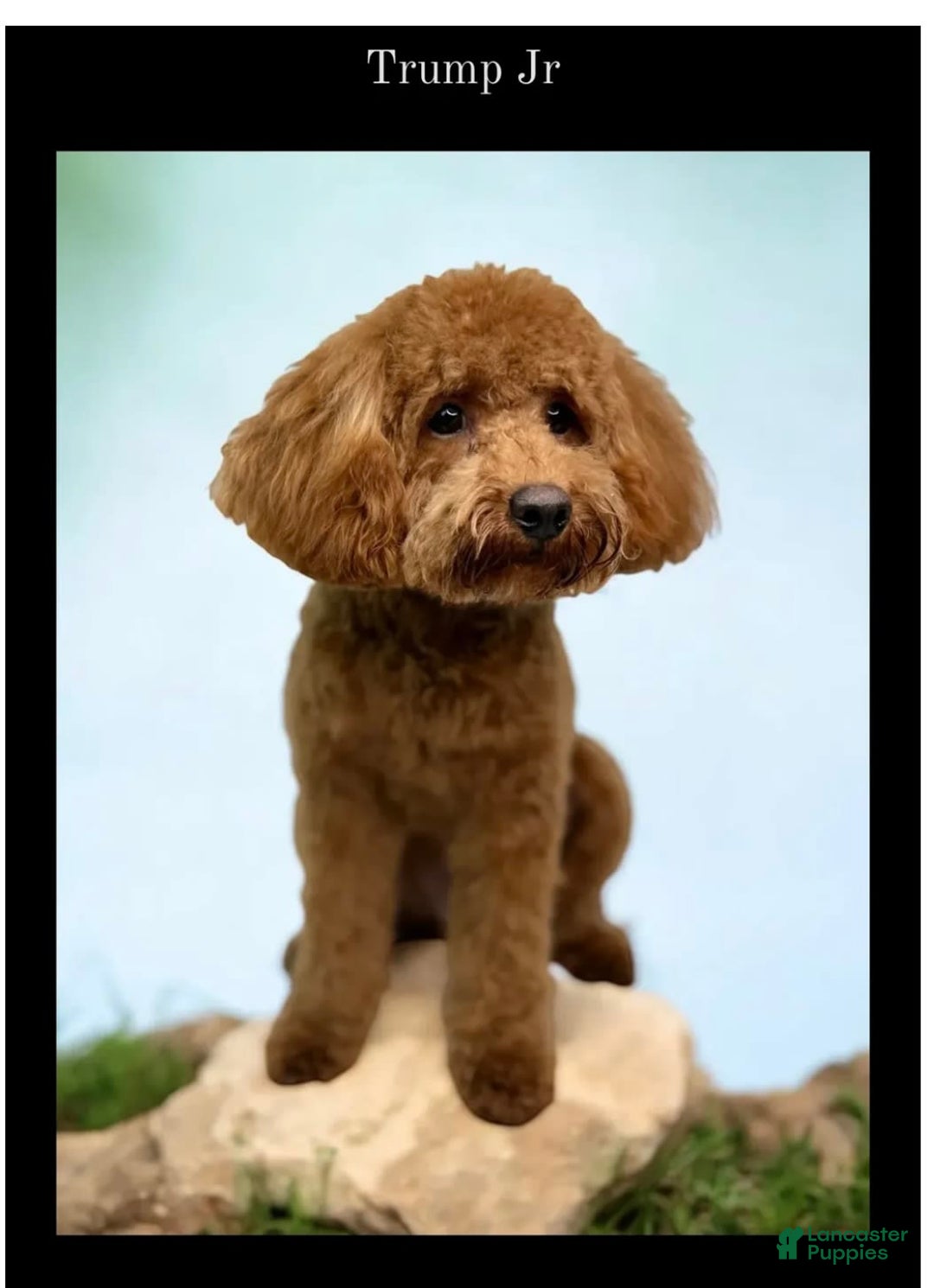 Cavapoo dogs for sale: Simba - Image 5