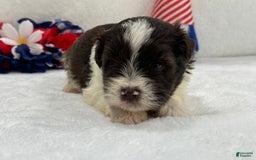 Miniature Schnauzer dogs for sale: Fancy Male 3 Akc Liver Parti - Image 6
