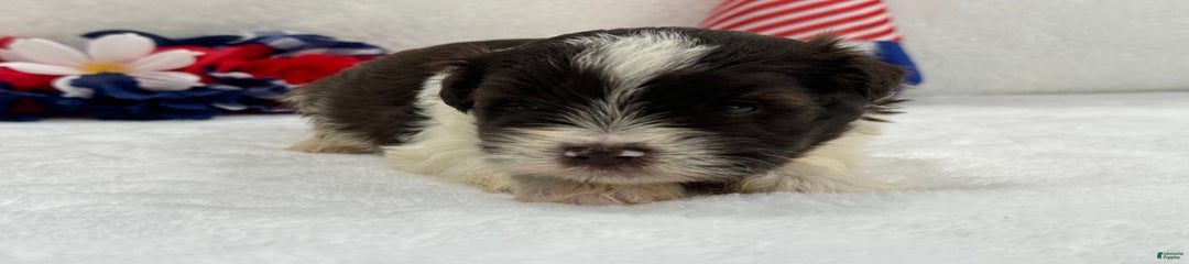 Fancy Male 3 Akc Liver Parti