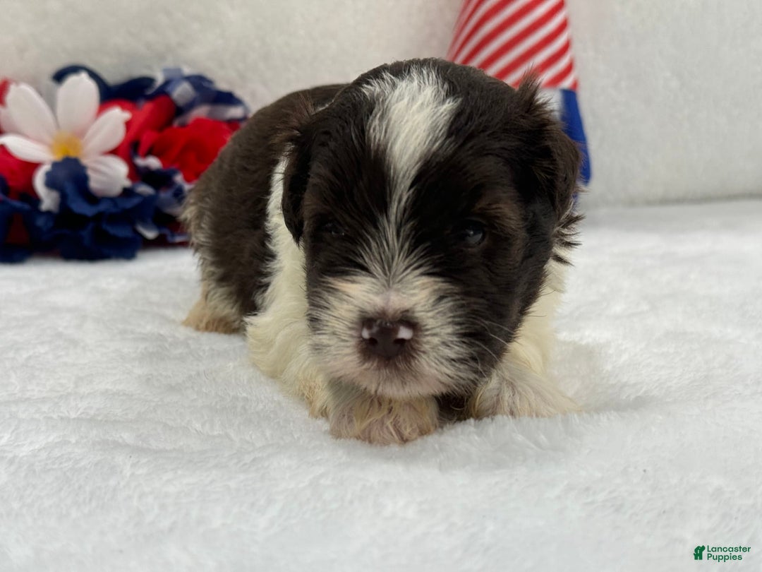 Miniature Schnauzer dogs for sale: Fancy Male 3 Akc Liver Parti - Image 6