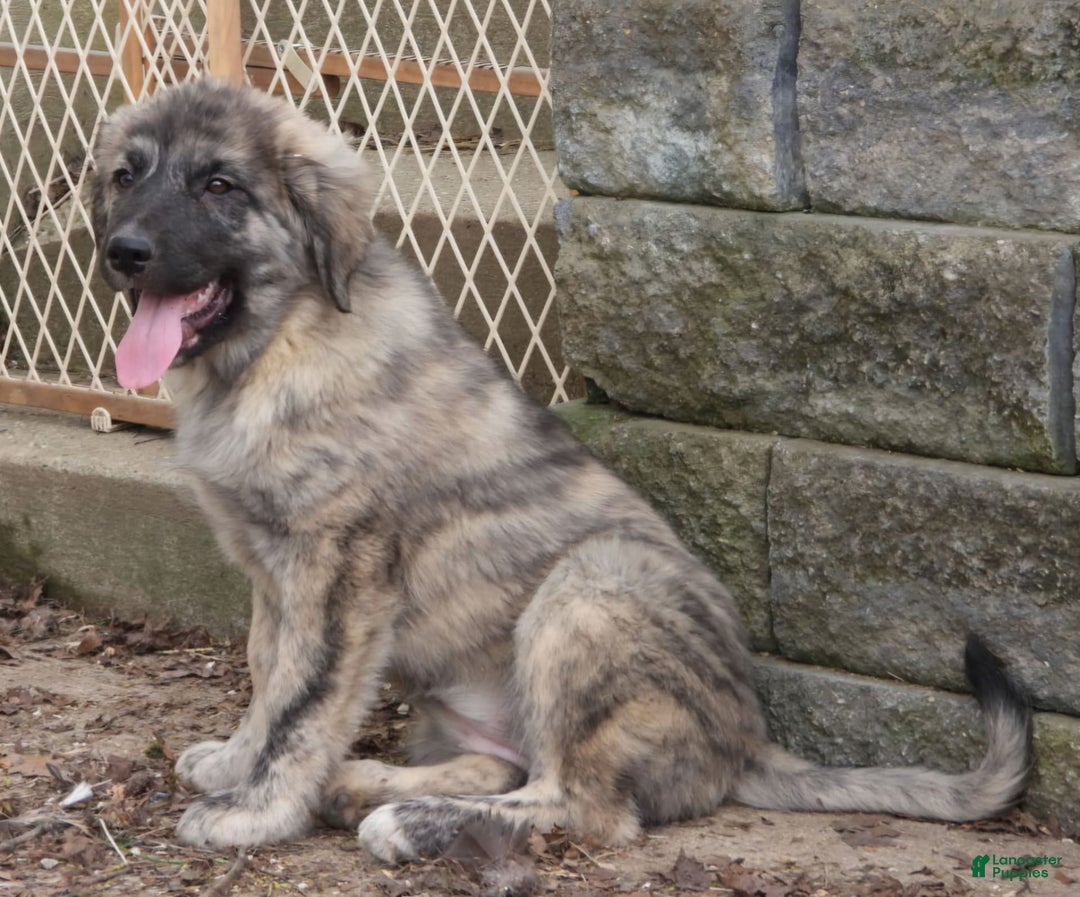 Anatolian Shepherd dogs for sale: Chloe - Image 5