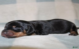 Miniature Dachshund dogs for sale: Mary Mini - Image 4