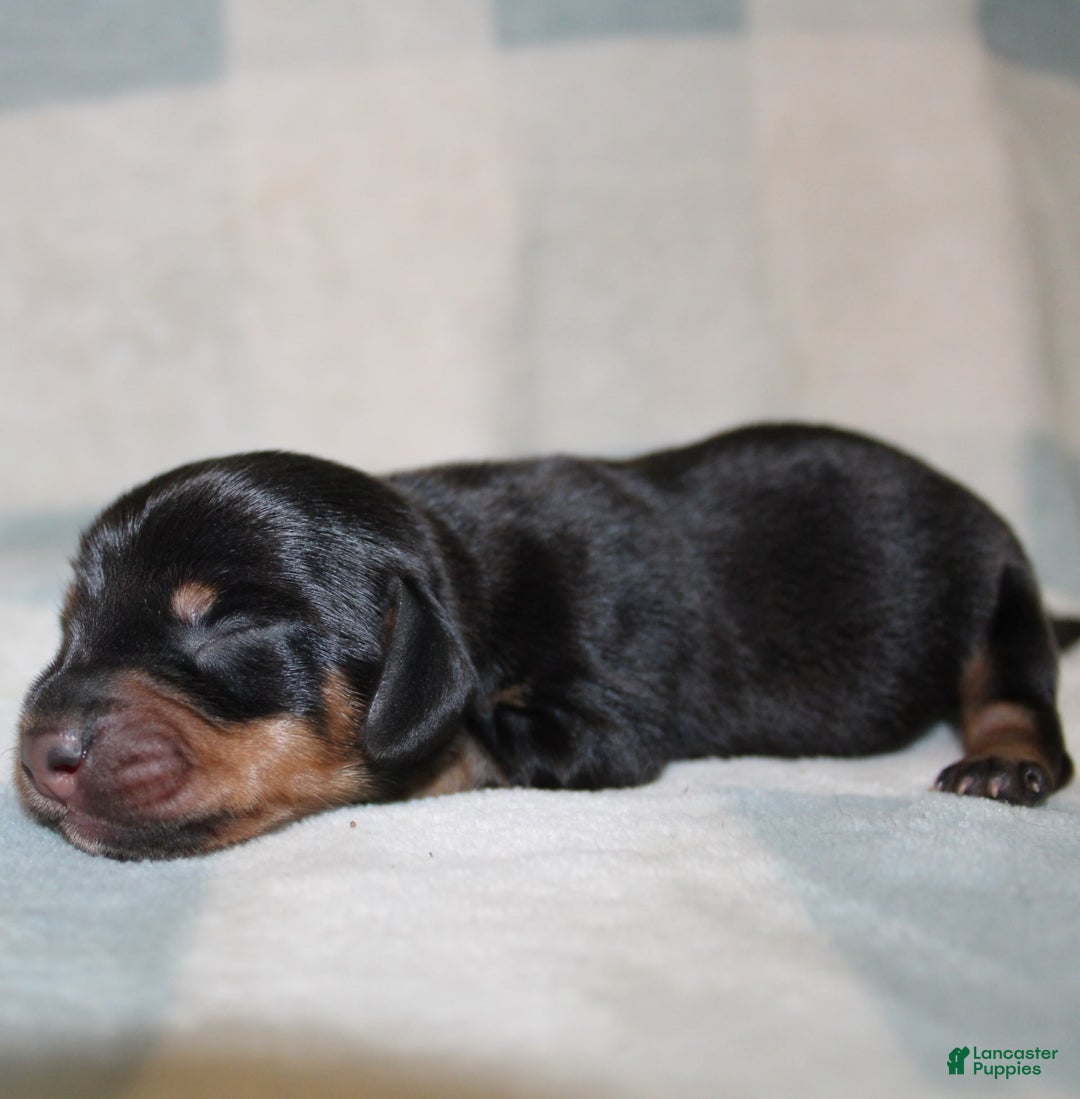 Miniature Dachshund dogs for sale: Mary Mini - Image 4