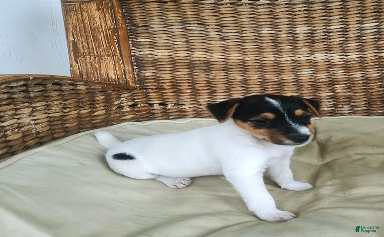 Jack Russell Terrier dogs for sale - Ad 2
