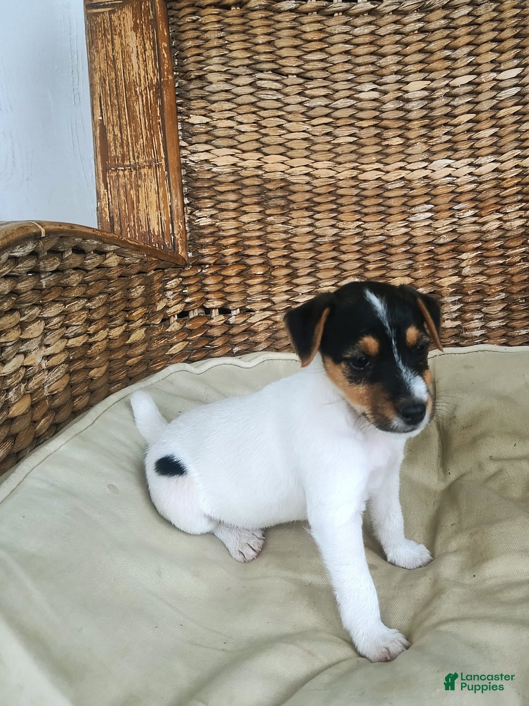 Jack Russell Terrier dogs for sale: Josie - Image 1