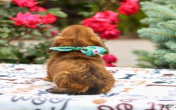 Miniature Dachshund dogs for sale: Queenie - Image 9