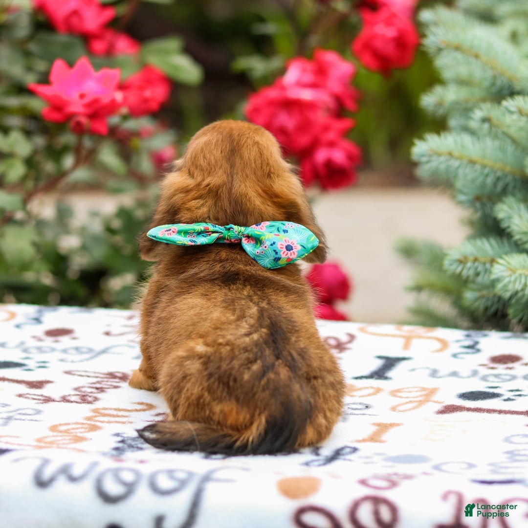 Miniature Dachshund dogs for sale: Queenie - Image 9