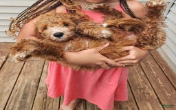 Irish Doodle dogs for sale: Celeste-mini Irish Doodle - Image 1