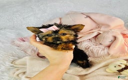 Yorkshire Terrier dogs for sale: Jackie - Image 1