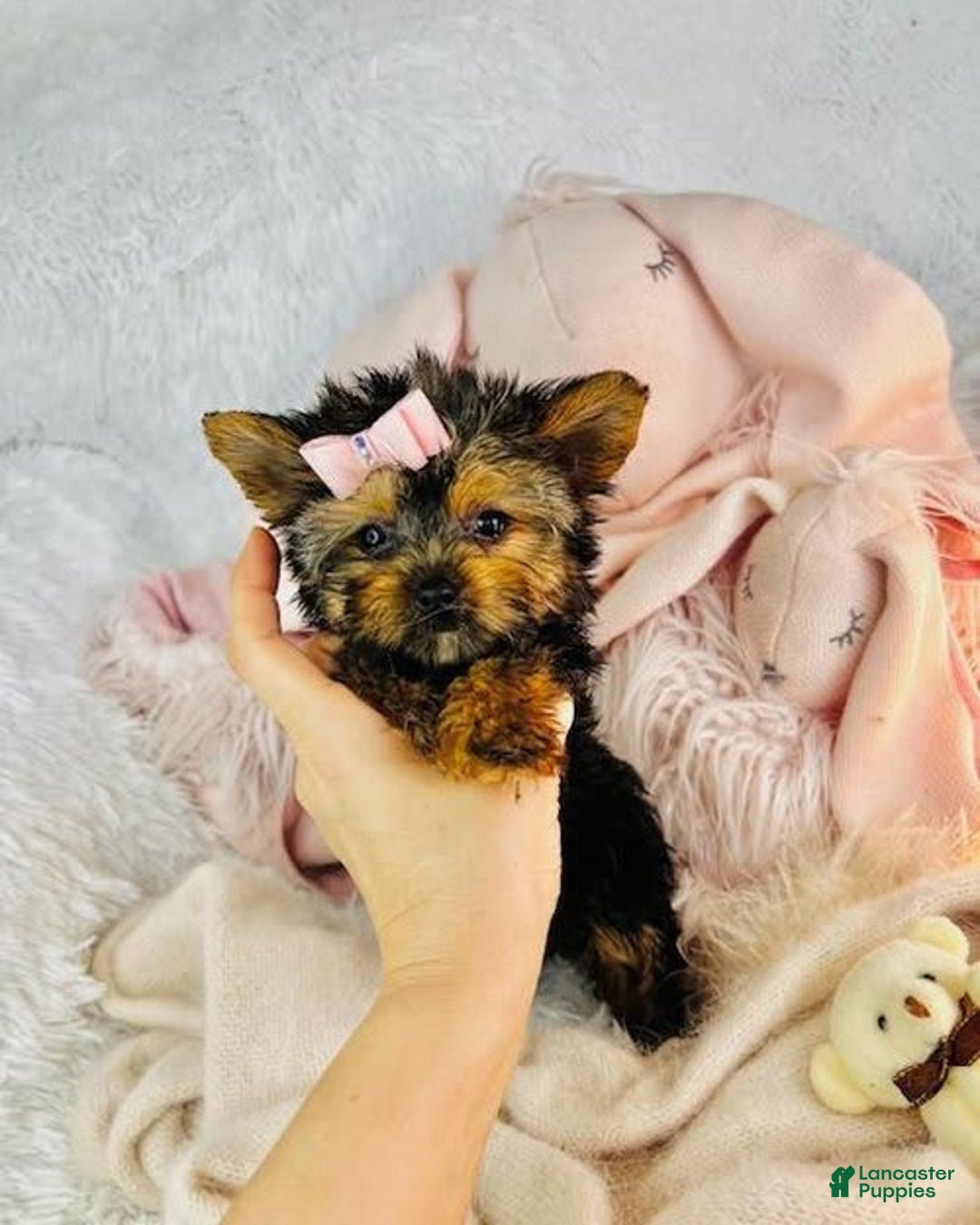 Yorkshire Terrier dogs for sale: Jackie - Image 1