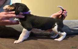 Walker Hound dogs for sale: Purple - Image 3