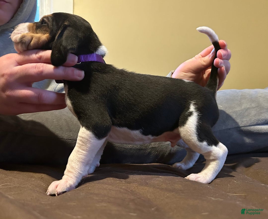 Walker Hound dogs for sale: Purple - Image 3