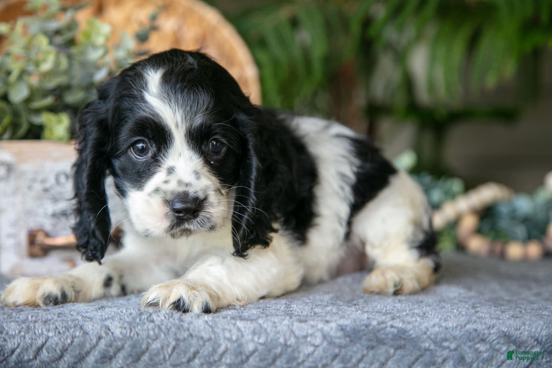 Cocker Spaniel dogs for sale: Lily - Image 2