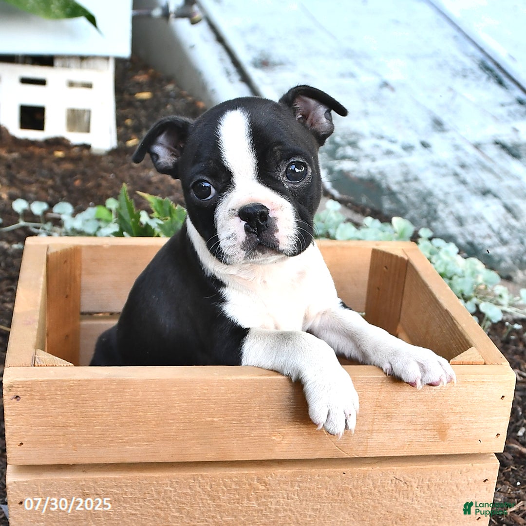Boston Terrier dogs for sale: Rosie - Image 4