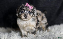 Maltipoo dogs for sale: Princess - Image 9