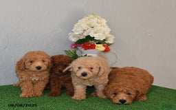 Bichpoo dogs for sale: Bella - Image 2