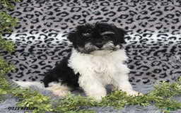 Havanese dogs for sale: Cash - Image 6