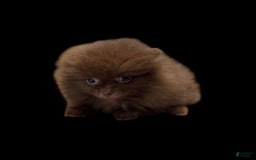 Pomeranian dogs for sale: Twix - Image 2