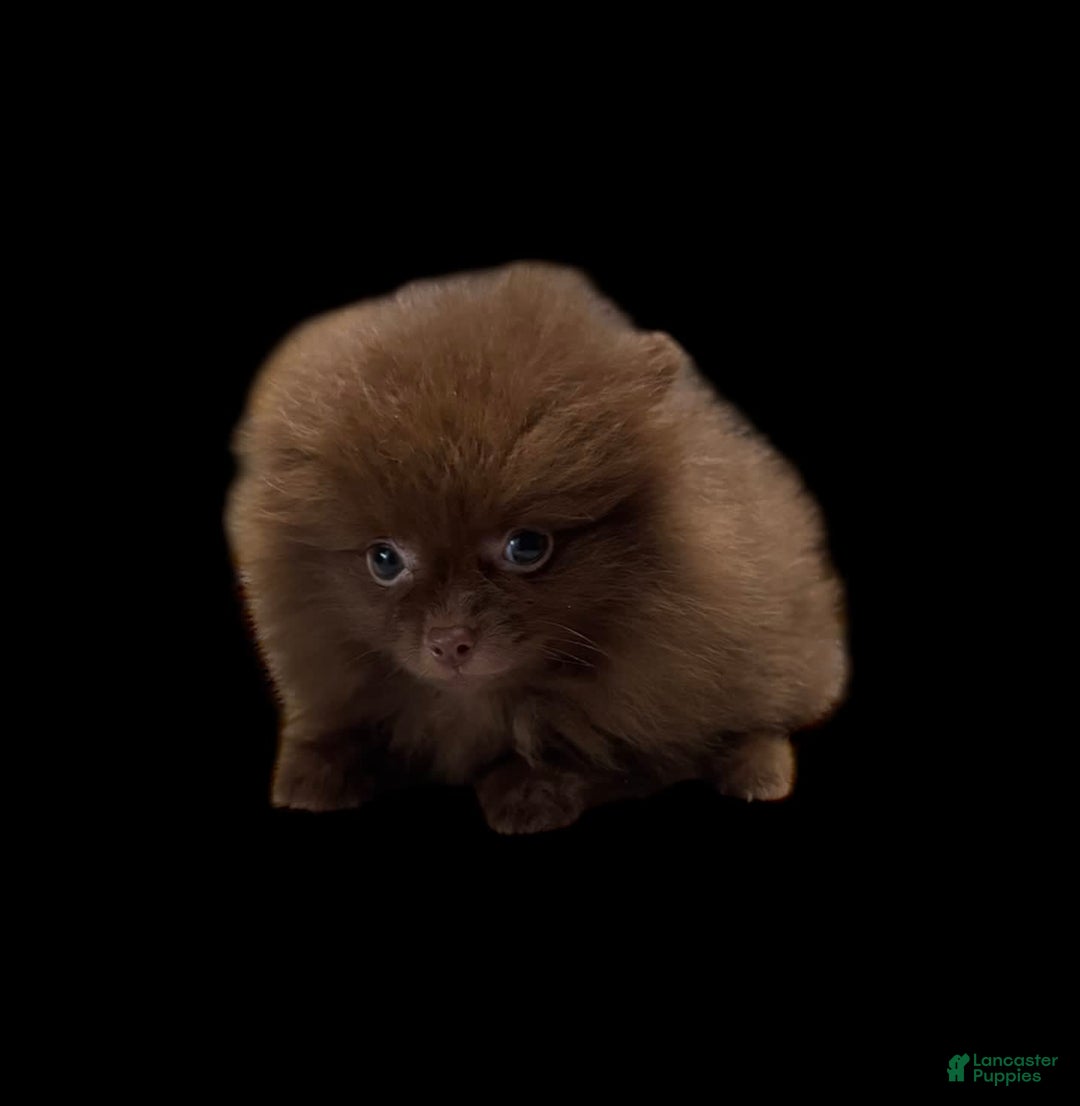 Pomeranian dogs for sale: Twix - Image 2
