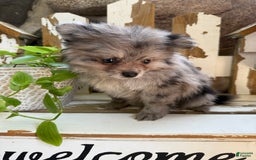 Pomeranian dogs for sale: Rusty - Image 4