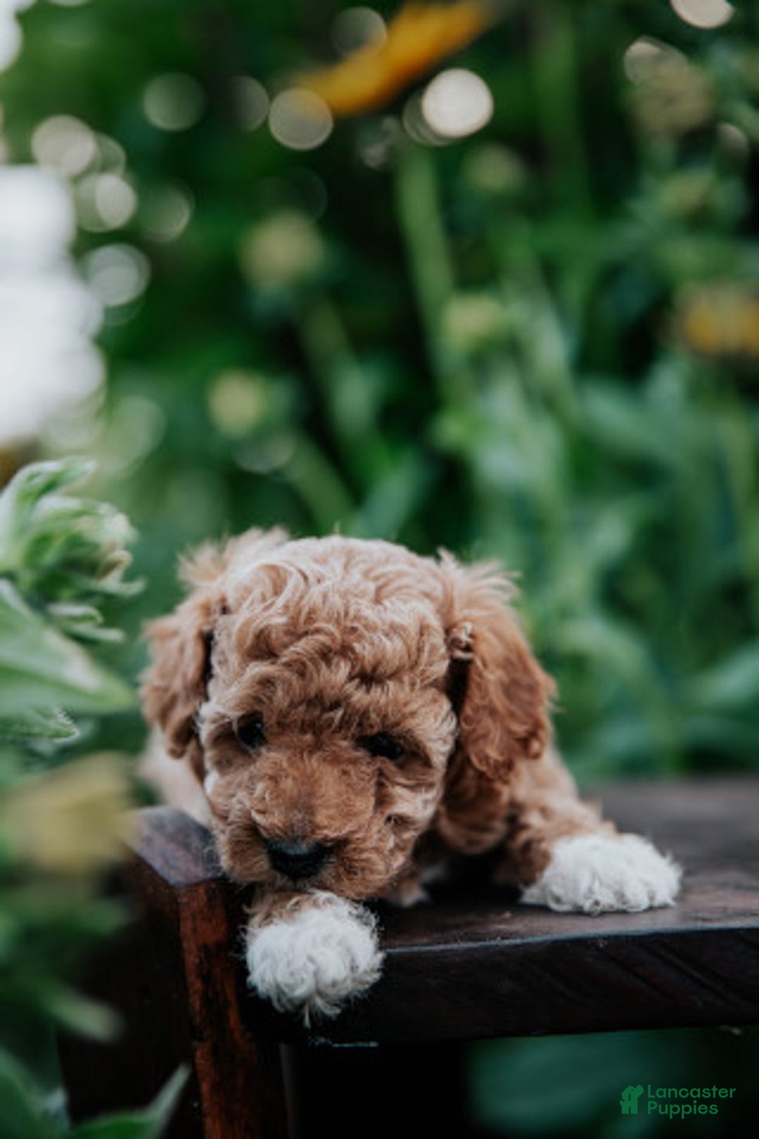 Miniature Poodle dogs for sale: Poppy - Image 2