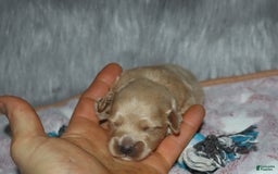 Havapoo dogs for sale: Chase - Image 6