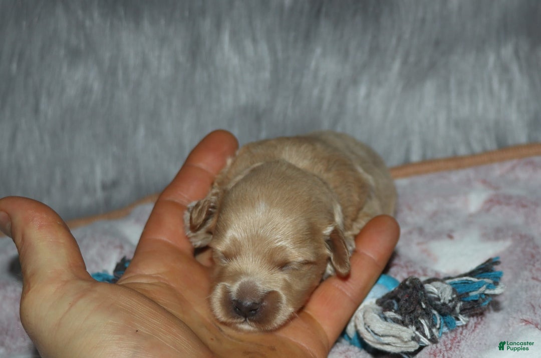 Havapoo dogs for sale: Chase - Image 6