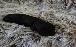 Labradoodle dogs for sale: Misty - Image 2