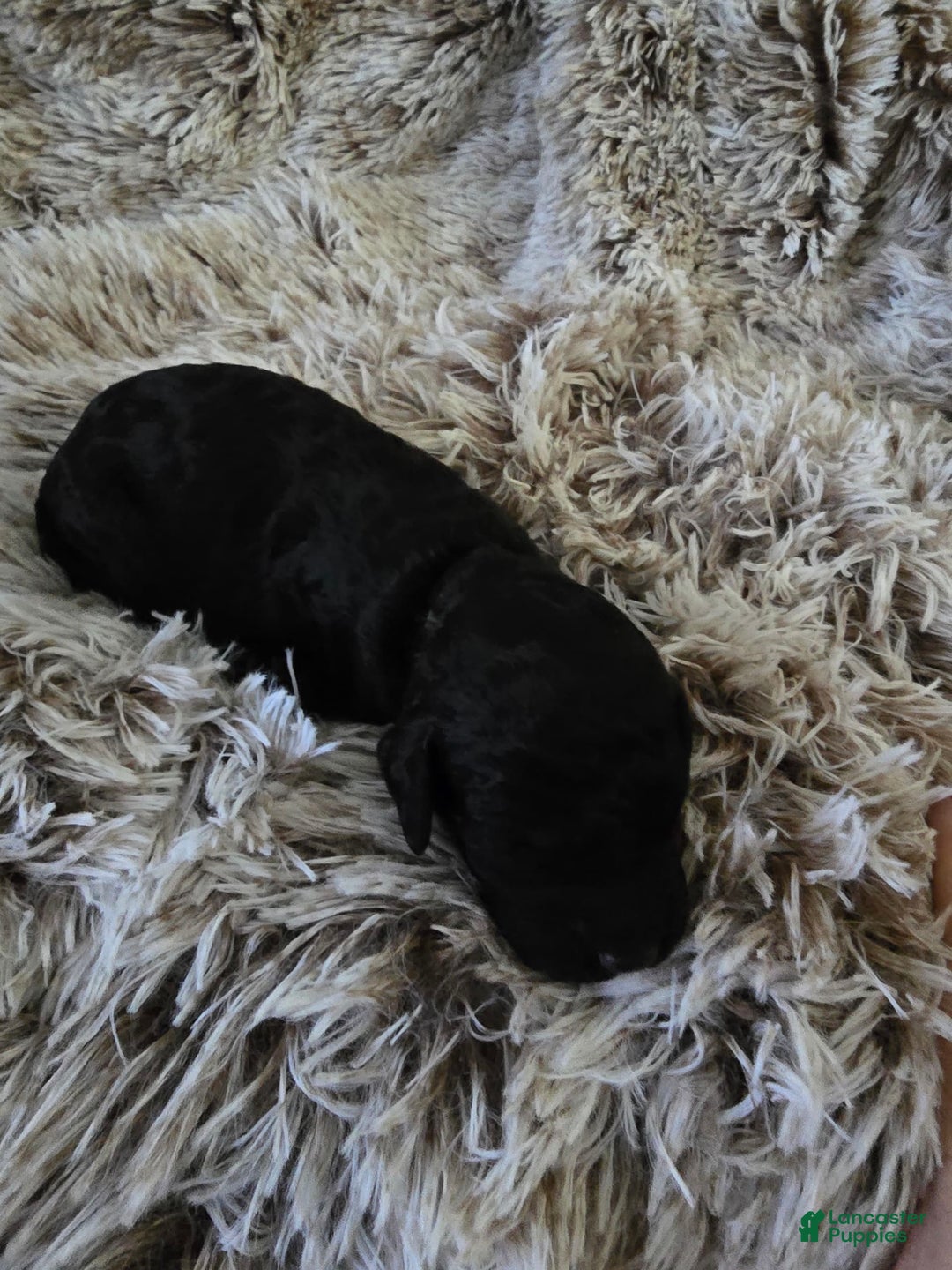 Labradoodle dogs for sale: Misty - Image 2