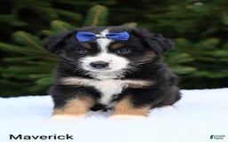 Miniature Australian Shepherd dogs for sale: Maverick - Image 1