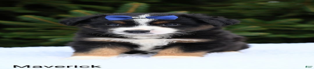 Maverick