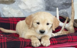 Golden Retriever dogs for sale: Sammy - Image 5