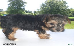 Yorkiepoo dogs for sale: Sammy - Image 1